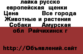 лайка русско-европейская (щенки) › Цена ­ 5 000 - Все города Животные и растения » Собаки   . Амурская обл.,Райчихинск г.